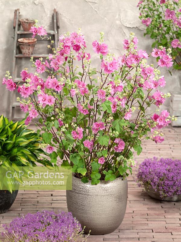 Lavatera Candy Floss in pot