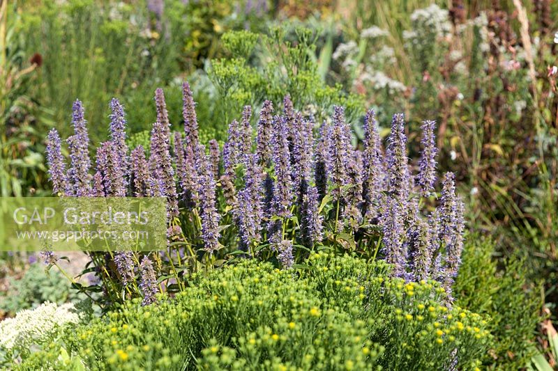 Agastache After Eight