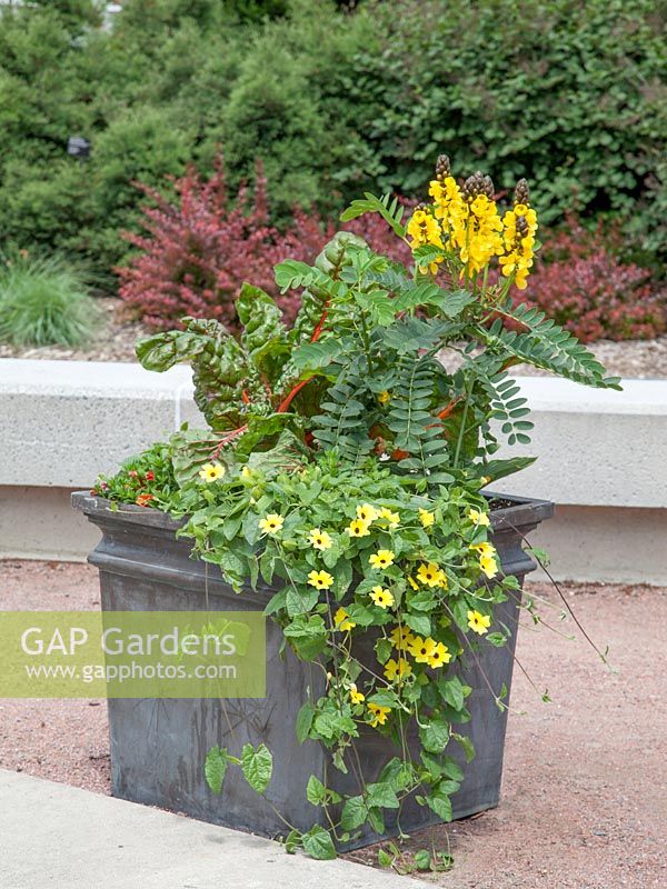 Plant container with Swiss chard and annuals