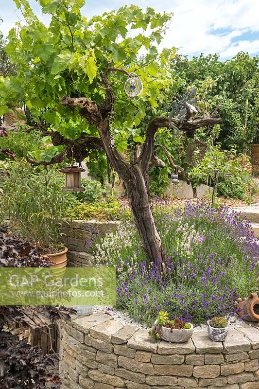 Mediterranean garden with Vitis and Lavandula