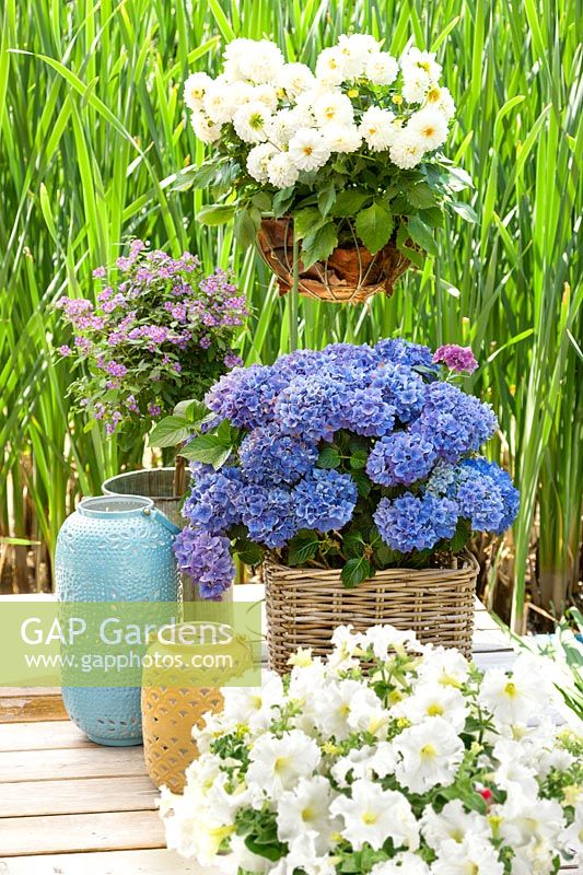 Plant container in blue and white color tones