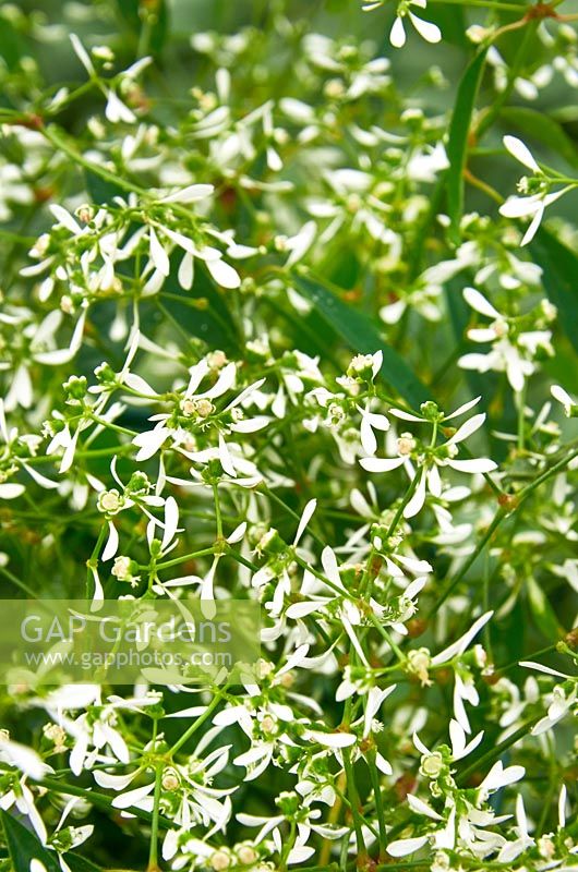 Euphorbia Breathless ® Gloria
