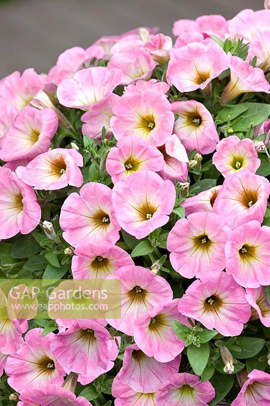 Petunia Potunia ™ Plus Soft Pink Morning