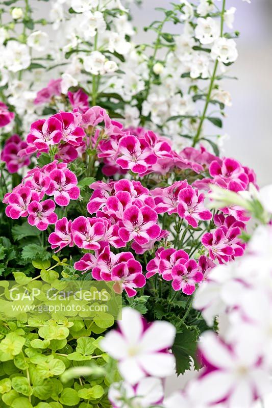 Annual mix with Pelargonium Pinkerbell ®