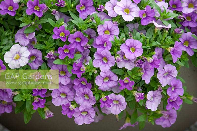 Calibrachoa Calitastic Violet Skies