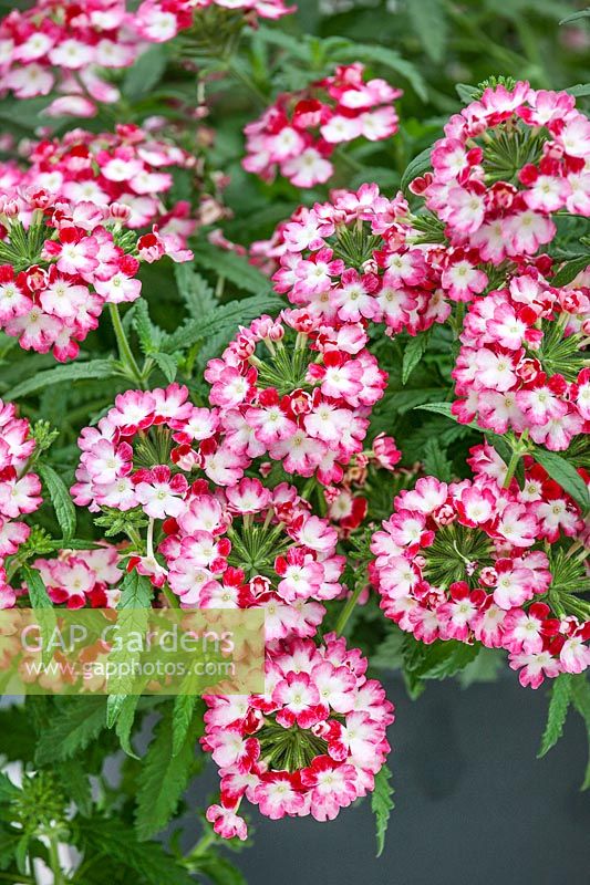 Verbena Obsession ® Twister™ Red