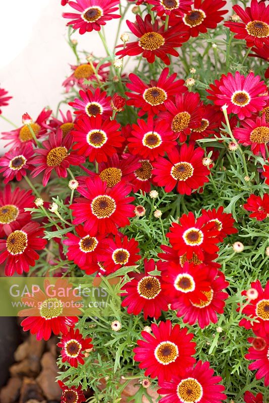 Argyranthemum Grandaisy ® Deep Red