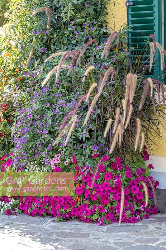 Plant container with annuals and Pennisetum