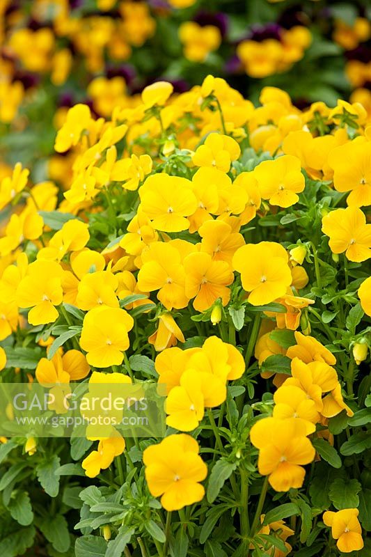 Viola Sorbet ® XP Yellow Improved