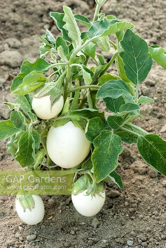 Solanum Blanche Ronde a Oefs