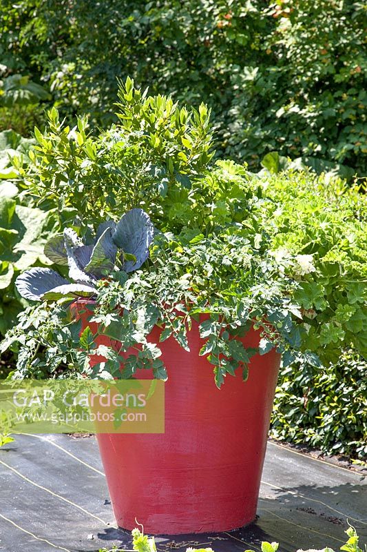 Plant container with vegetables and herbs