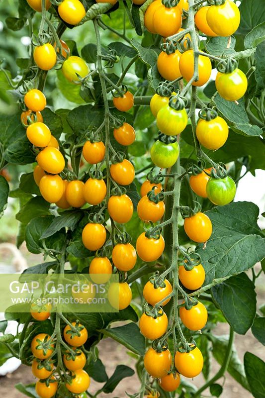 Solanum Amber Necklace