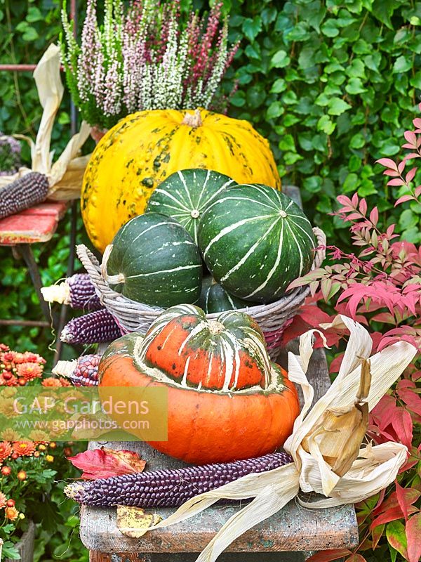 Fall impression with pumpkins