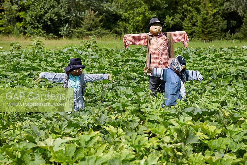 Pumpkin field with scarecrows