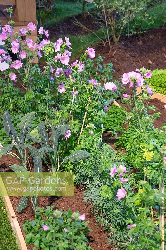 Vegetable and herb border