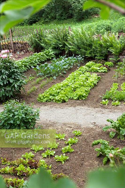 View into the vegetable garden