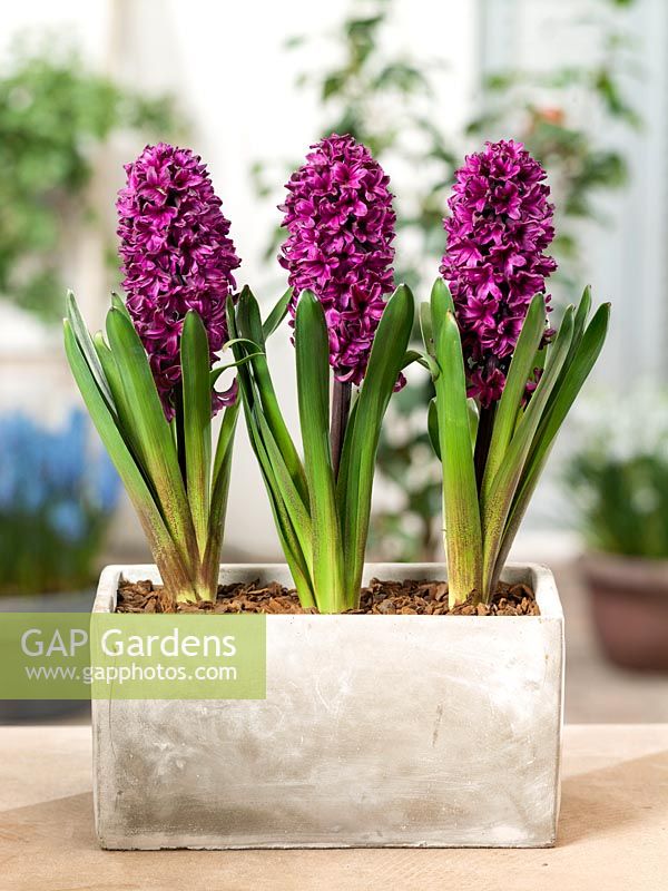 Hyacinthus Showmaster in pot