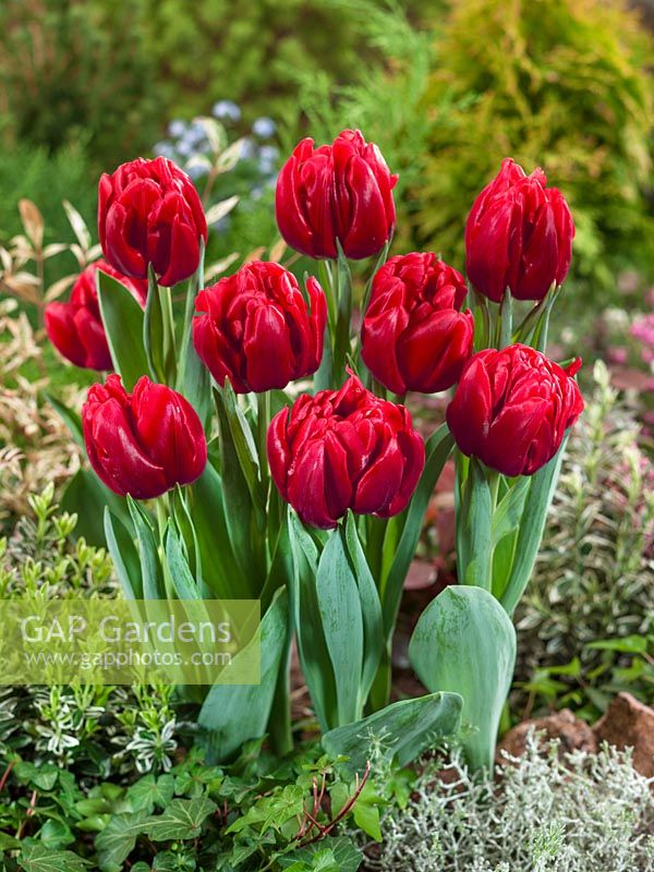 Tulipa Double Early Foxtrot Red