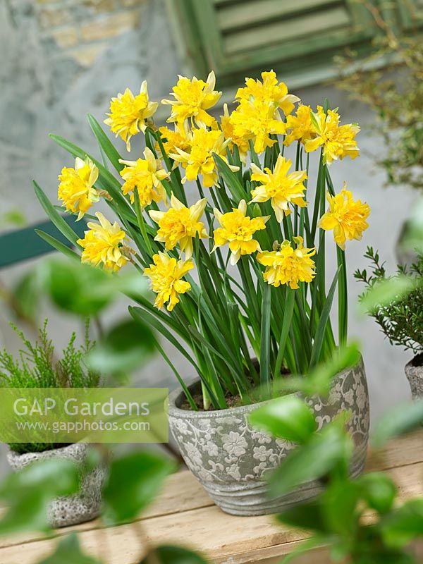 Narcissus Double Van Sion in pot
