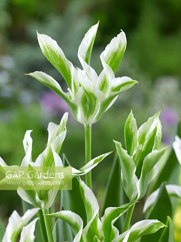 Tulipa Lily Flowered Greenstar