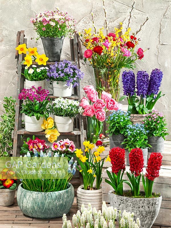 Mix with spring blossoms and flower bulbs