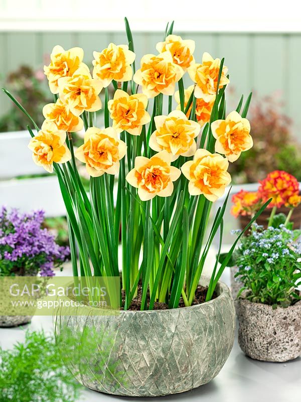 Narcissus Double Jersey Star in pot
