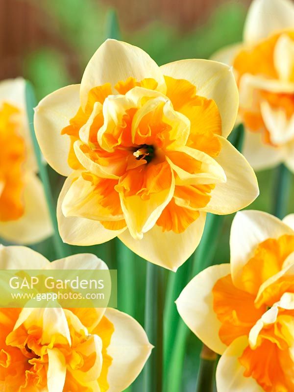 Narcissus Double Jersey Star