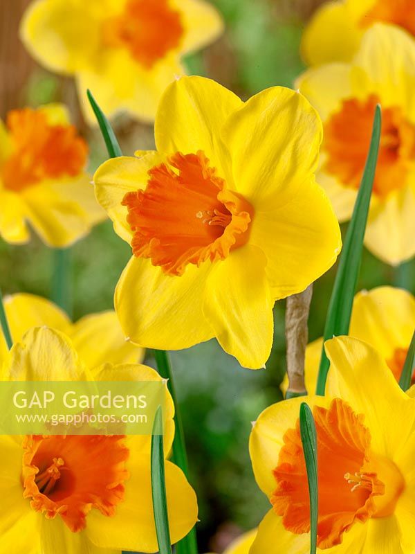 Narcissus Large Cupped Pimpernel