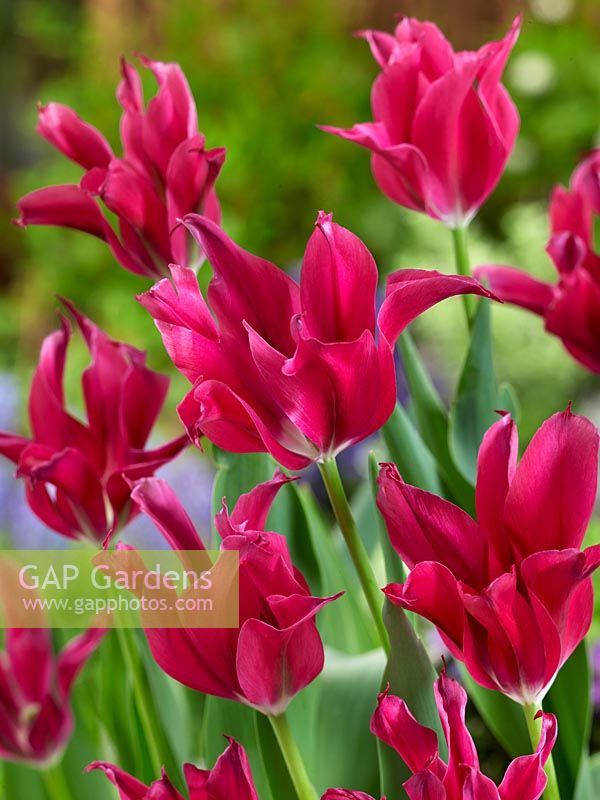 Tulipa viridiflora Doll's Minuet
