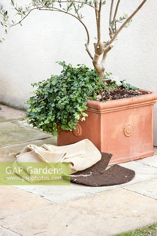 Winter protection with plant container