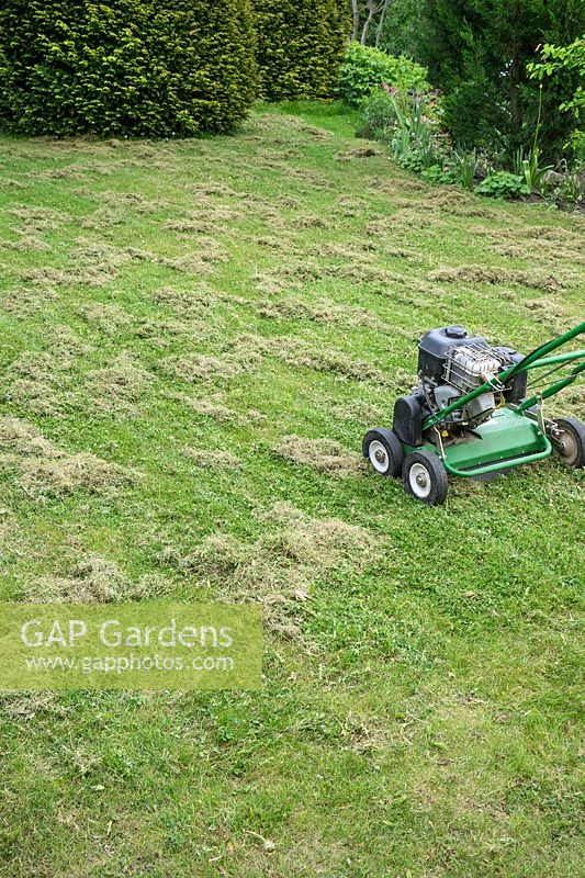 Scarifying the lawn