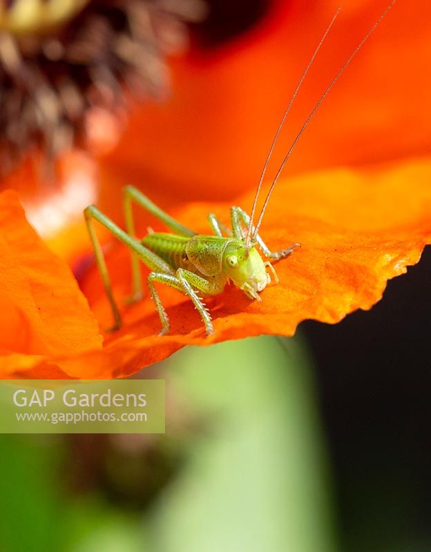 Grasshopper on Papaver blossom