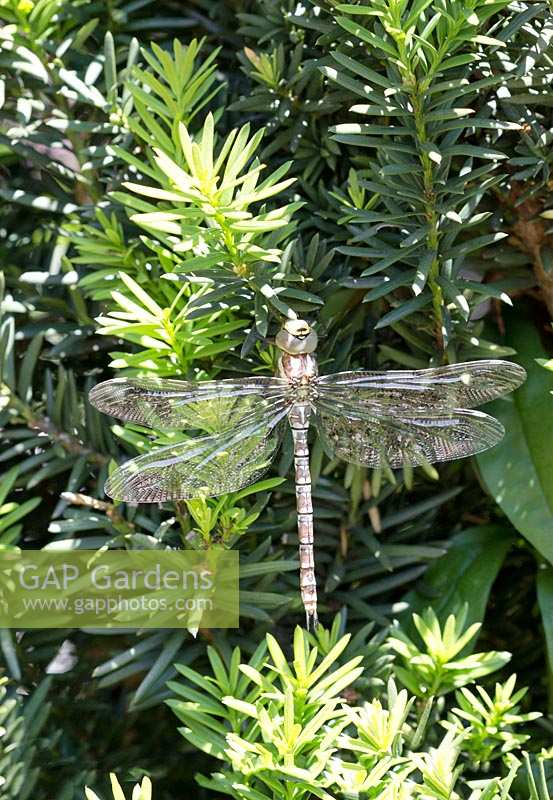 Dragonfly on Taxus