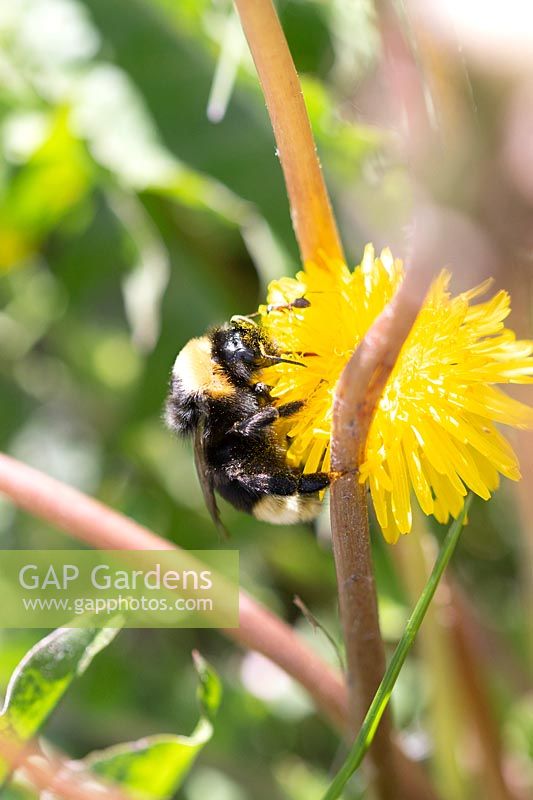 Bumblebee on Hieracium blossom