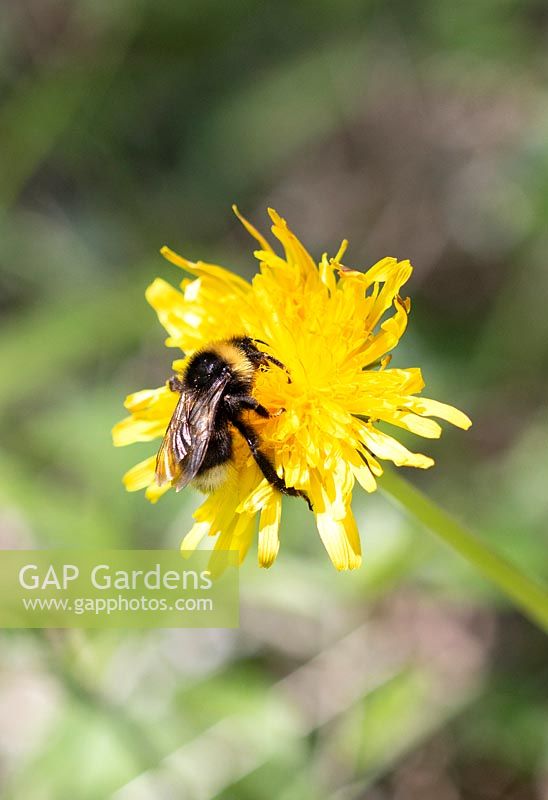 Bumblebee on Hieracium blossom