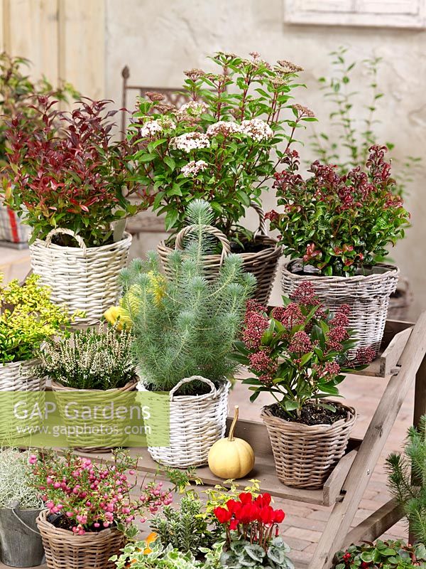 Fall plants in baskets
