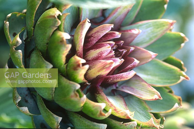 Cynara cardunculus Cardoon close up of opening bud flower head with purple to green petals