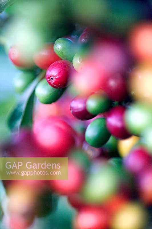 Coffea arabica Coffee berries