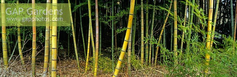 Large stand of Dendrocalamus giganteus (Giant Bamboo) in Japan and featured in the Plantworlds book