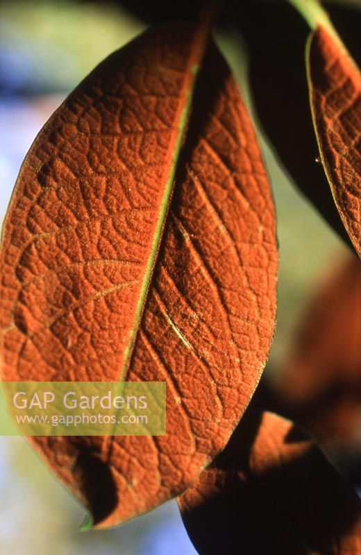 Close up of a Rhododendron falconeri leaf