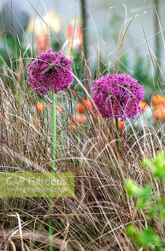 Allium giganteum (Ornamental onion) growing amongst copper coloured ornamental grass
