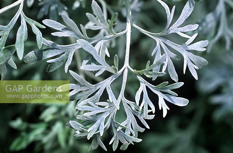Artemisia absinthium Wormwood Close up of silver feathery evergreen foliage