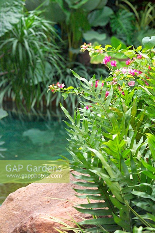 Swimming pool in tropical garden