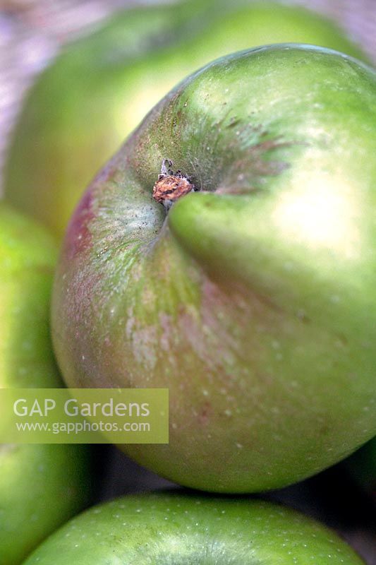 Apple 'Bramley' (Malus) close up