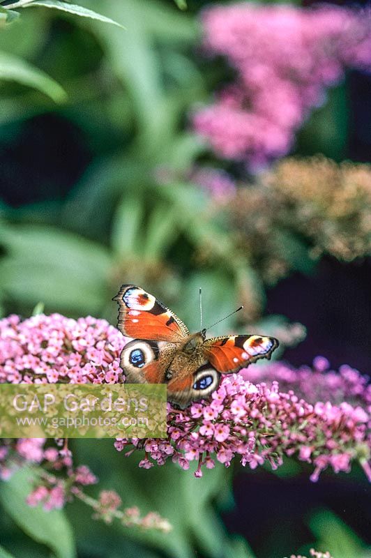 Peacock butterfly Inachis is feeding on Buddleja davidii Butterfly bush