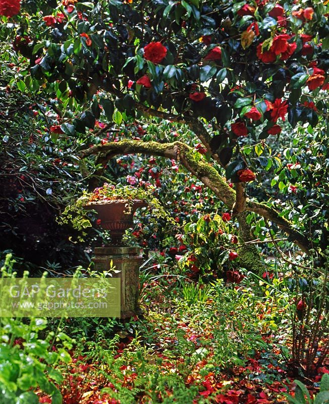 Spring garden with large old red flowering Camellia cv shade loving woodland plant ornamental planted urn plinth