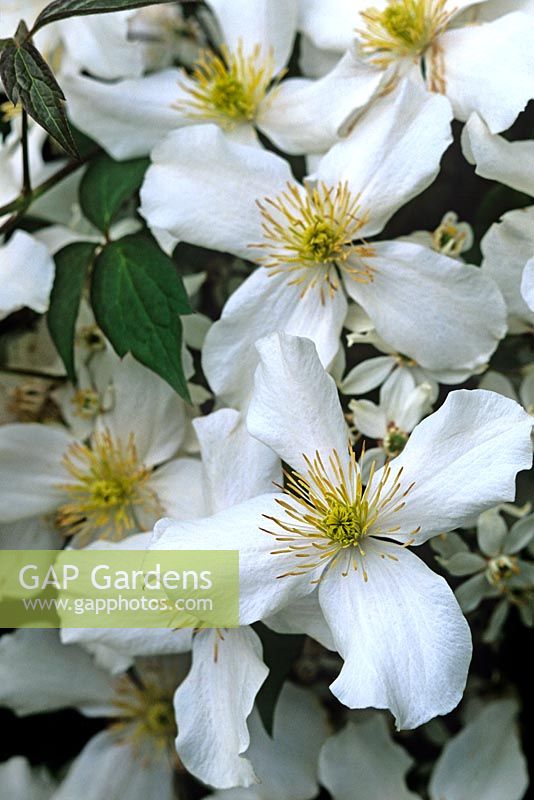 Clematis montana white flowers
