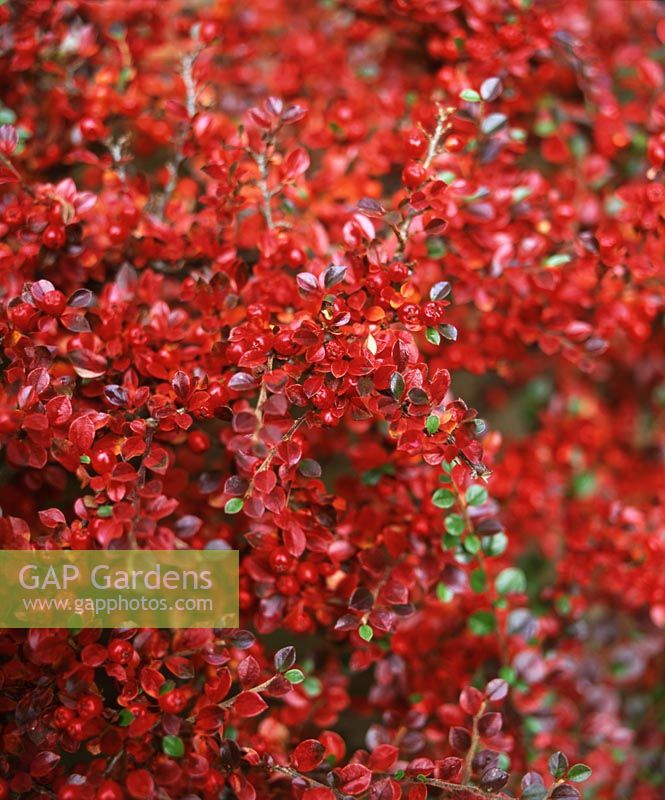Cotoneaster horizontalis in deep red autumn fall colours