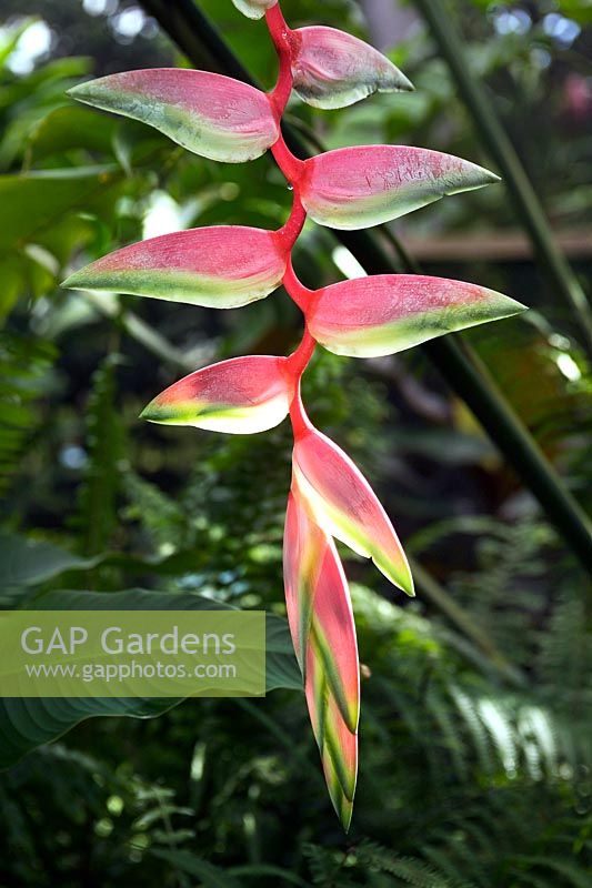 Heliconia chartacea Sexy Pink exotic hanging flower