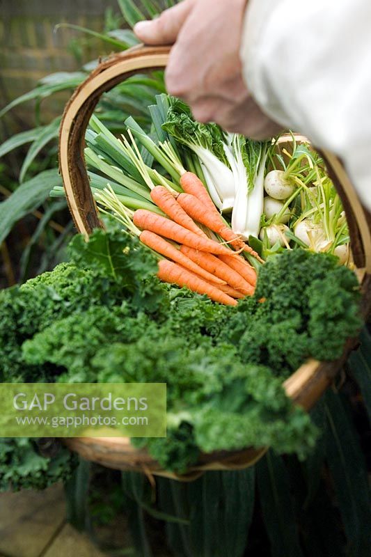 Trug basket full of micro vegetables including carrots, leeks, chicory and swedes